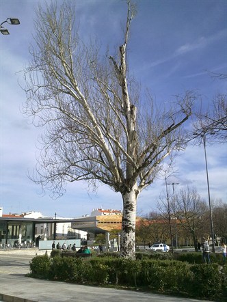 Pel arranjo.jpg